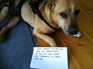 dogshame