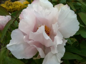 Beautiful Peony with ruffly petticoats. 